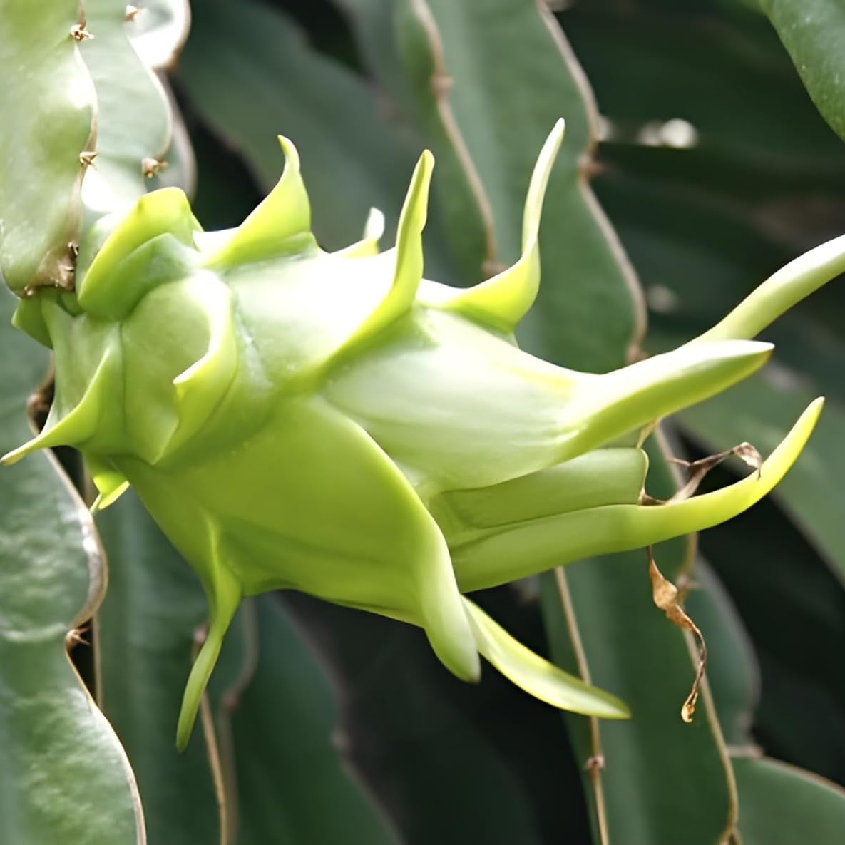 Fresh Pitaya Easy To Grow Fruit Seeds