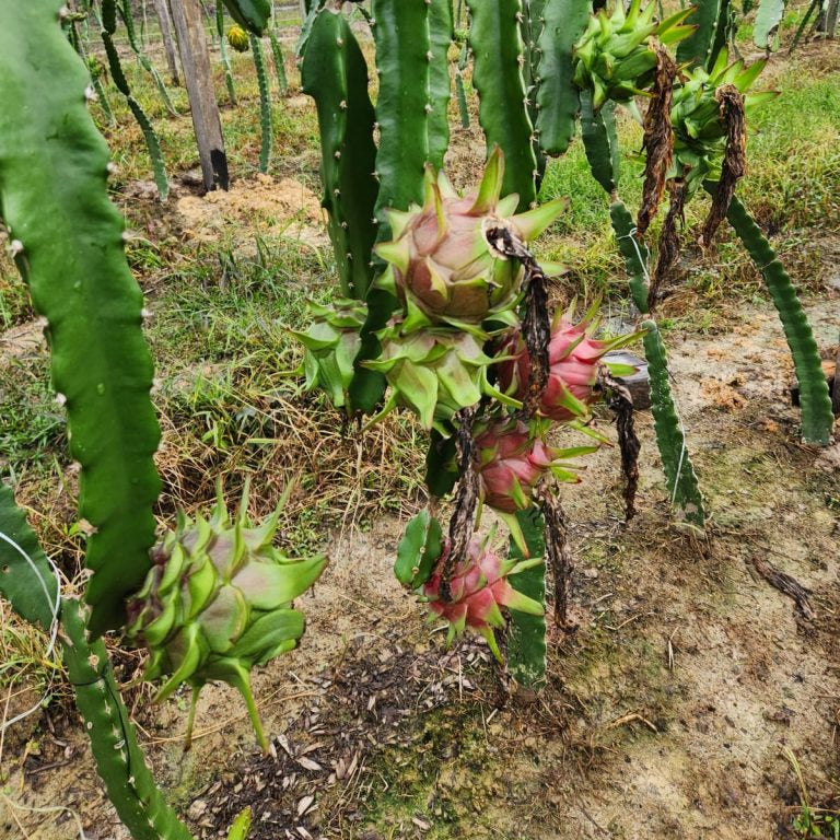 Pitaya Easy To Grow Parrot Fruit Seeds