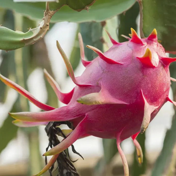 Pitaya Easy To Grow Lavender Fruit Seeds