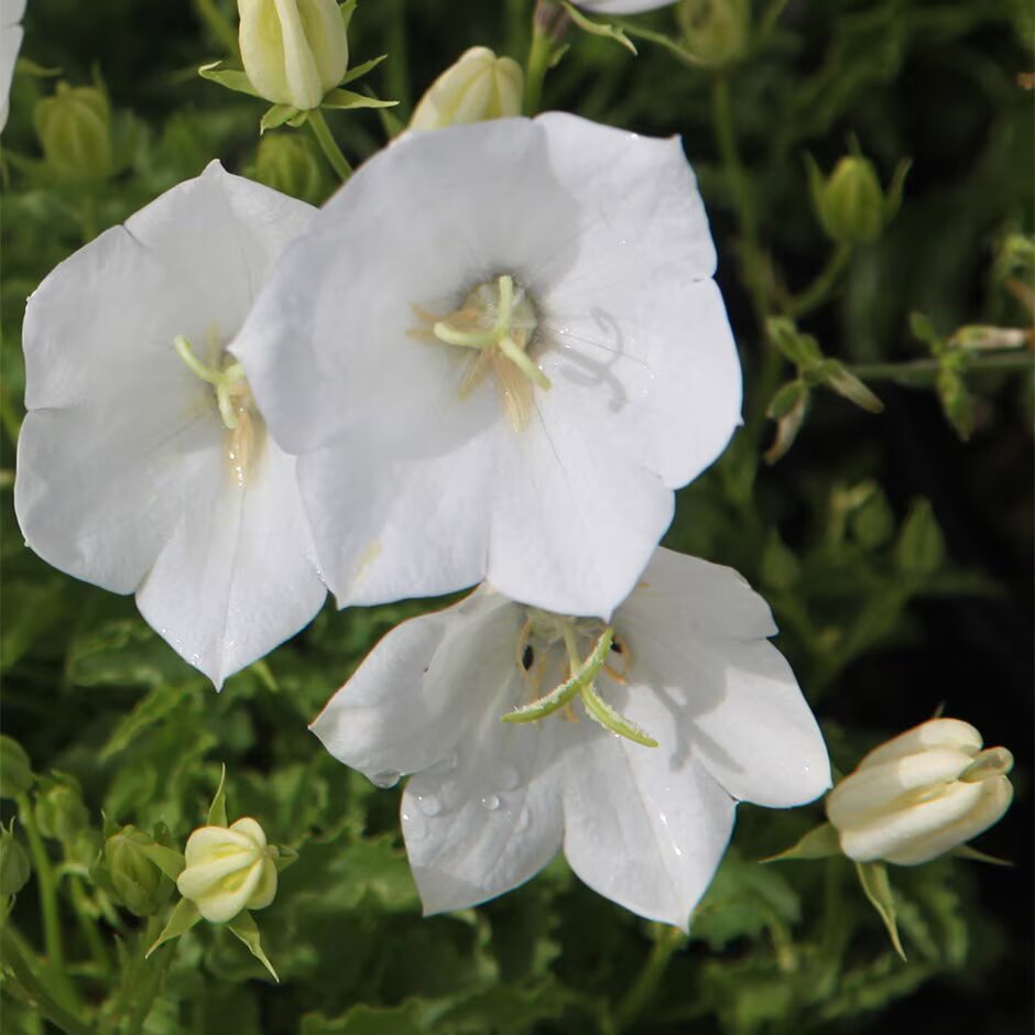 White Caps Campanula Flower Seeds - Heirloom Non GMO High Germination Garden Planting Seeds
