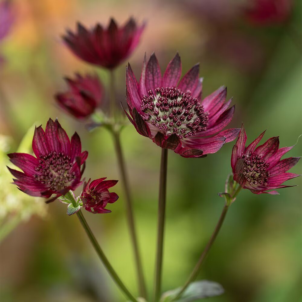 Maroon Astrantia Flower Seeds - Heirloom Non-GMO High Germination Flower Seeds for Planting