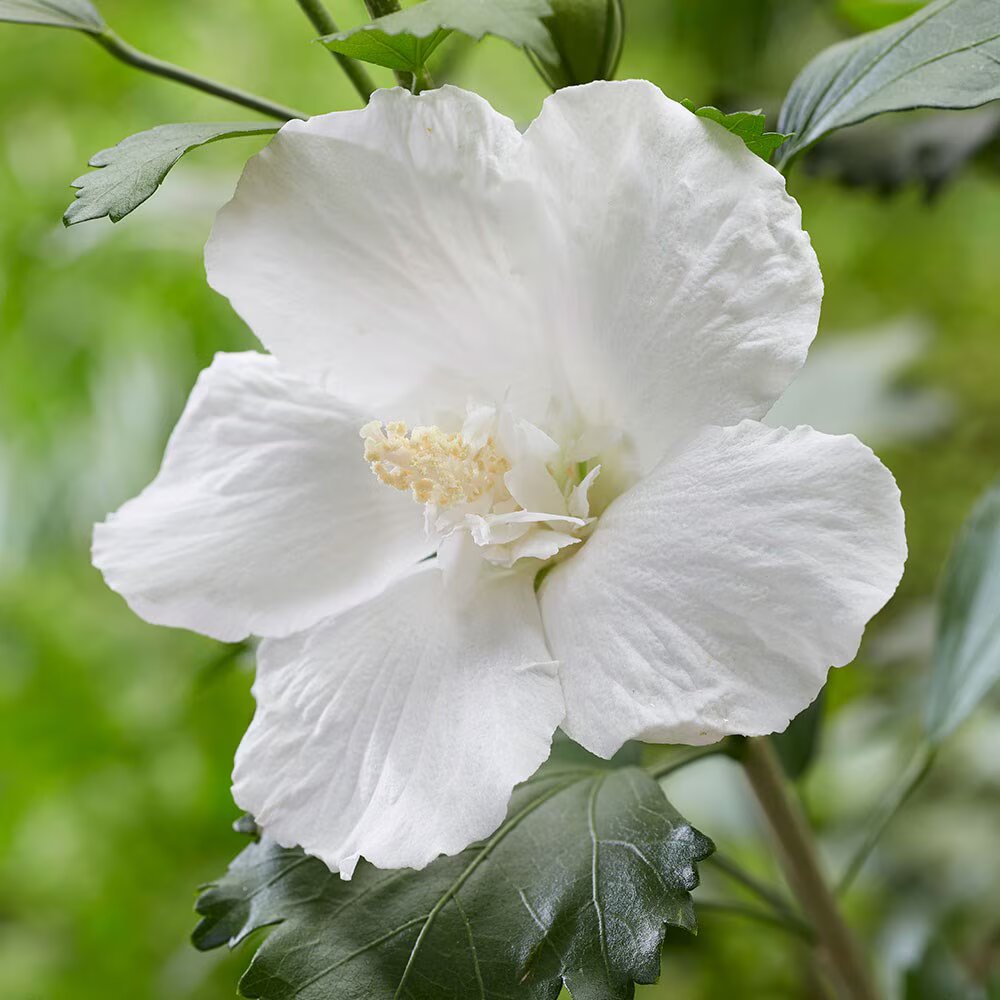 White Hibiscus Syriacus Flower Seeds