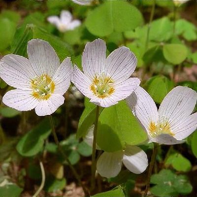 White Acetosella Flower Seeds - Heirloom Non GMO High Germination Garden Planting Seeds