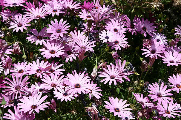 Pink Calendula Flower Seeds