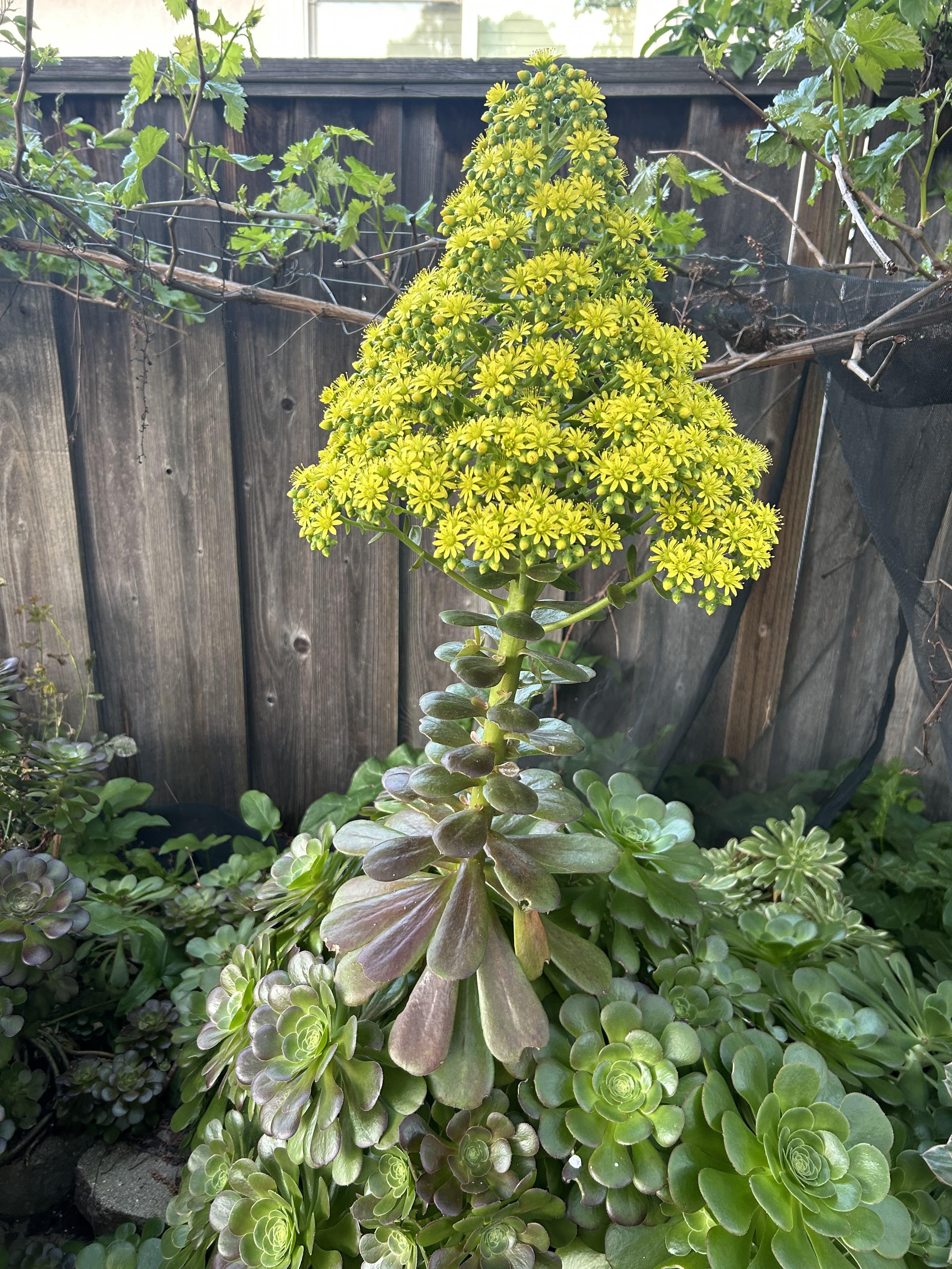 Aeonium Flower Seeds - Heirloom Non GMO High Germination Garden Planting Seeds
