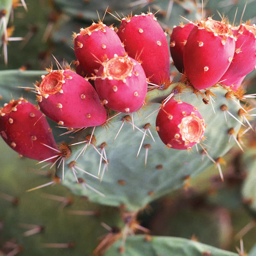 prickly pear opuntia ficus indica fruit seeds