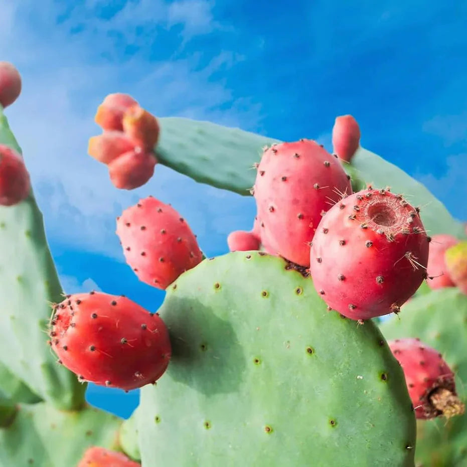 prickly pear opuntia ficus indica fruit seeds