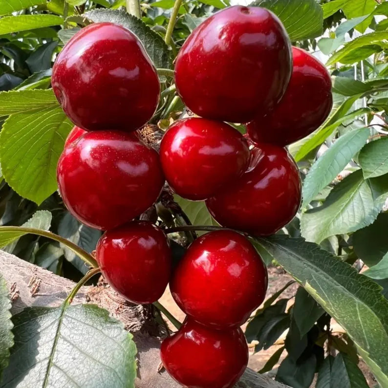 sweet cherry prunus avium fruit tree seeds