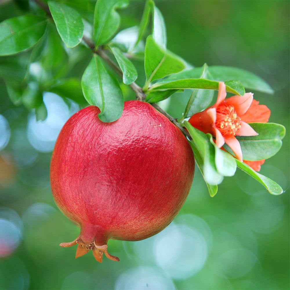pomegranate punica granatum mini bonsai tree seeds