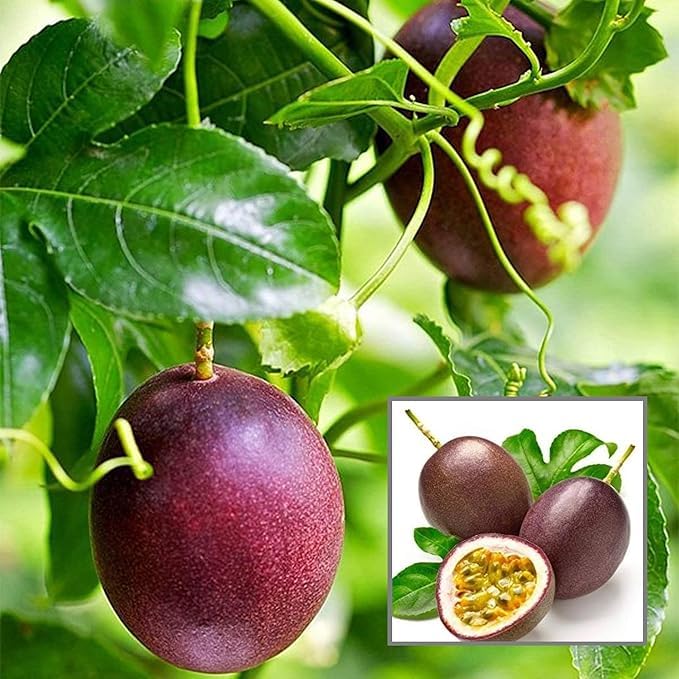 purple passionfruit fruit passiflora edulis tropical seeds