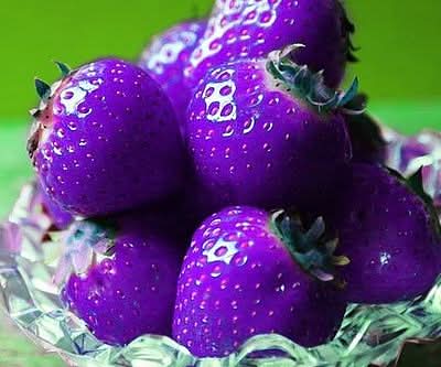 purple strawberry fruit for planting non gmo heirloom easy to grow Fruit seeds