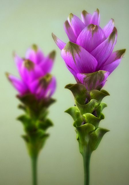 Purple Curcuma Flower Seeds - Heirloom Non GMO High Germination Flower Seeds for Home Garden Planting