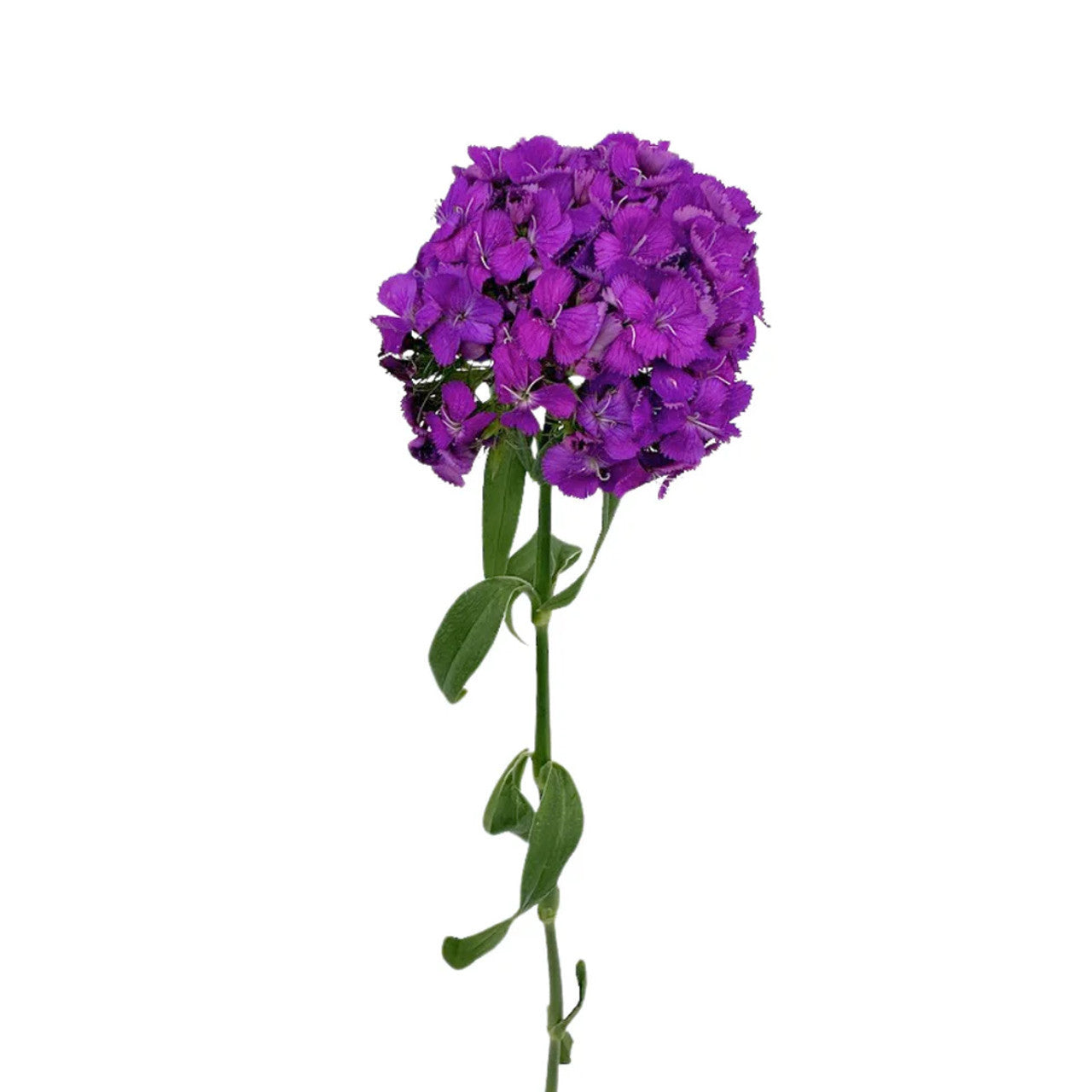 Purple Dianthus Flower Seeds