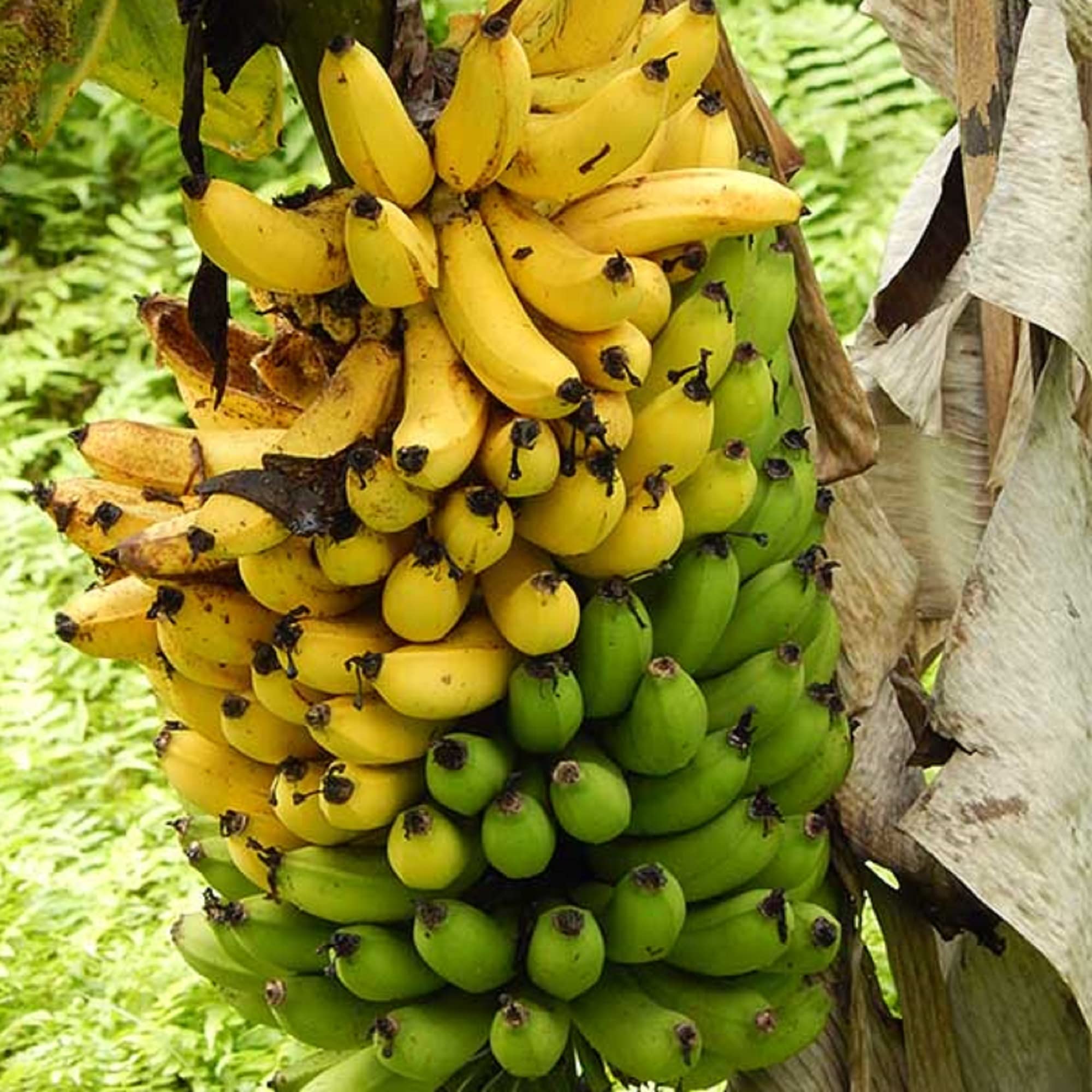 rare banana tree Fruit seeds