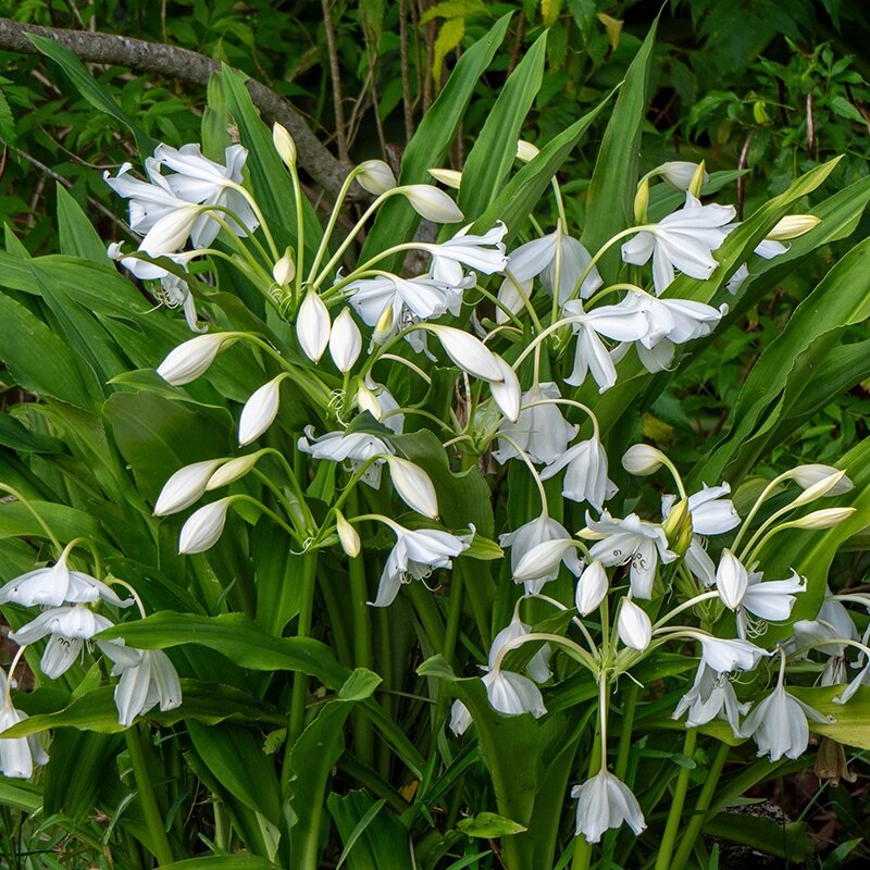 White Hedychium Flower Seeds