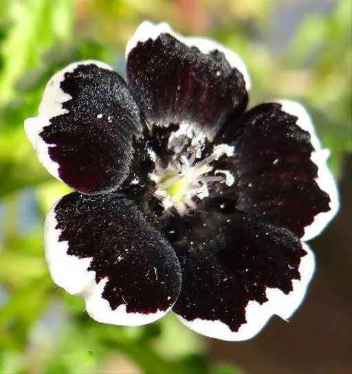 White Black Nemophila Flower Seeds