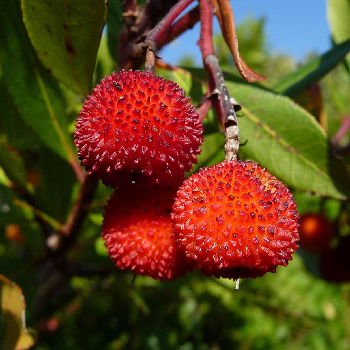 Gmo Free Arbutus Red Color Fruit Seeds