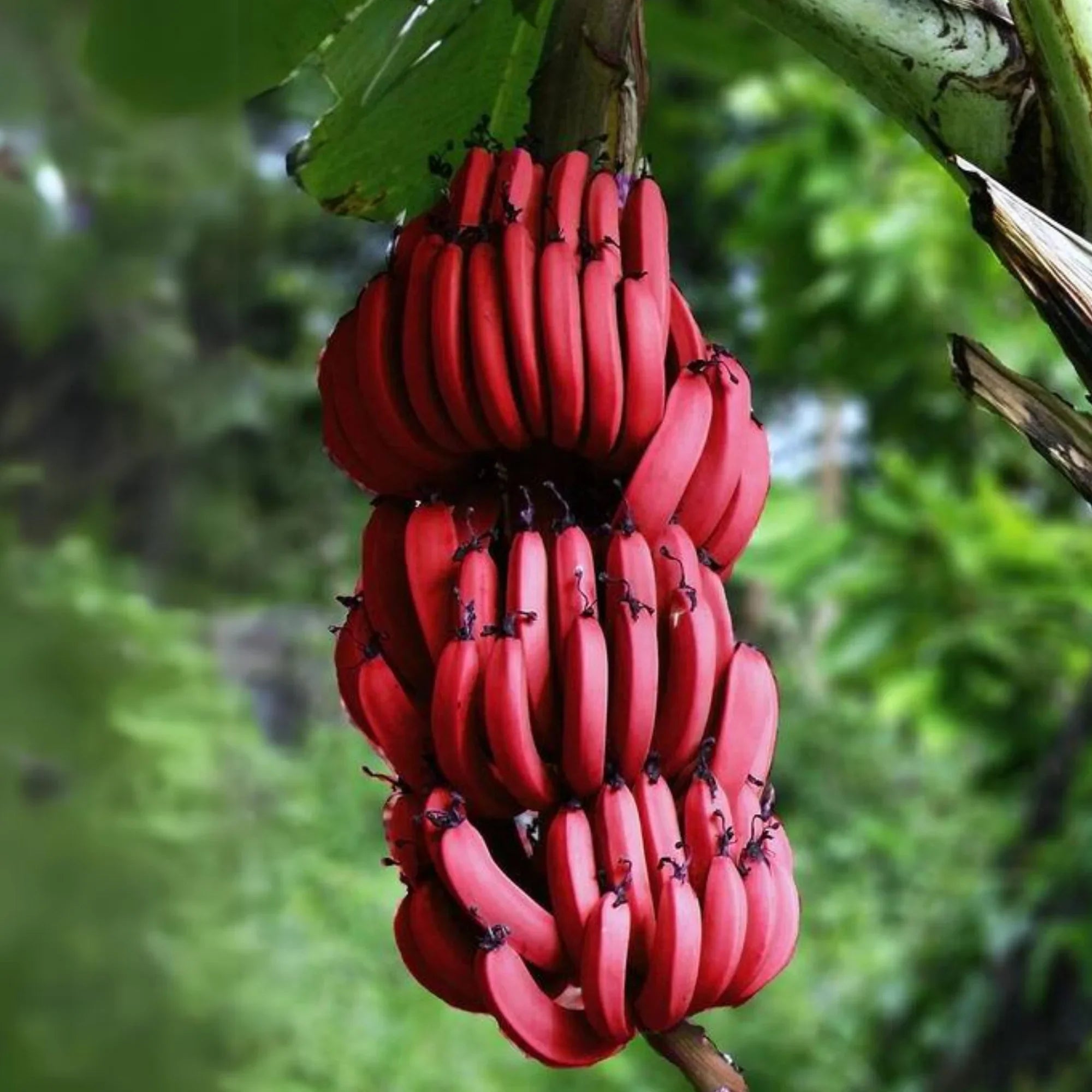 red banana musa acuminata fruit in seeds