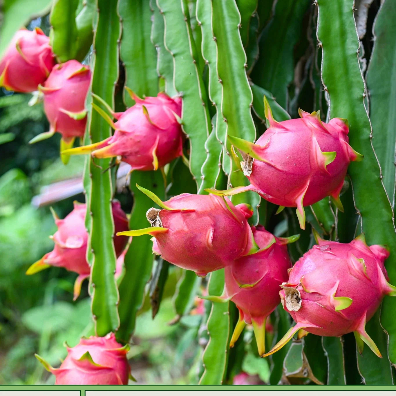 red dragon fruit selenicereus costaricensis pitaya genuine high organic Fruit Seeds organic garden seeds