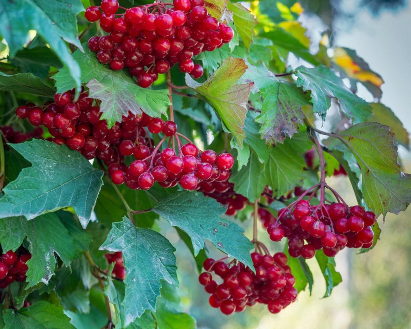 red elderberry sambucus racemosa tree shrub fruit berry high organic Fruit Seeds organic garden seeds