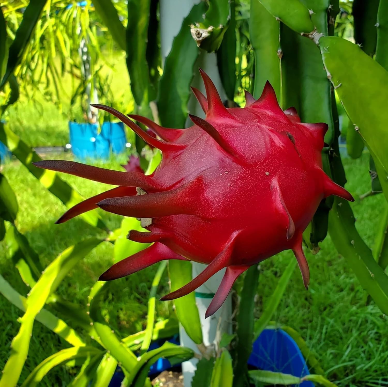 red meat dragon fruit juicy tropical seeds
