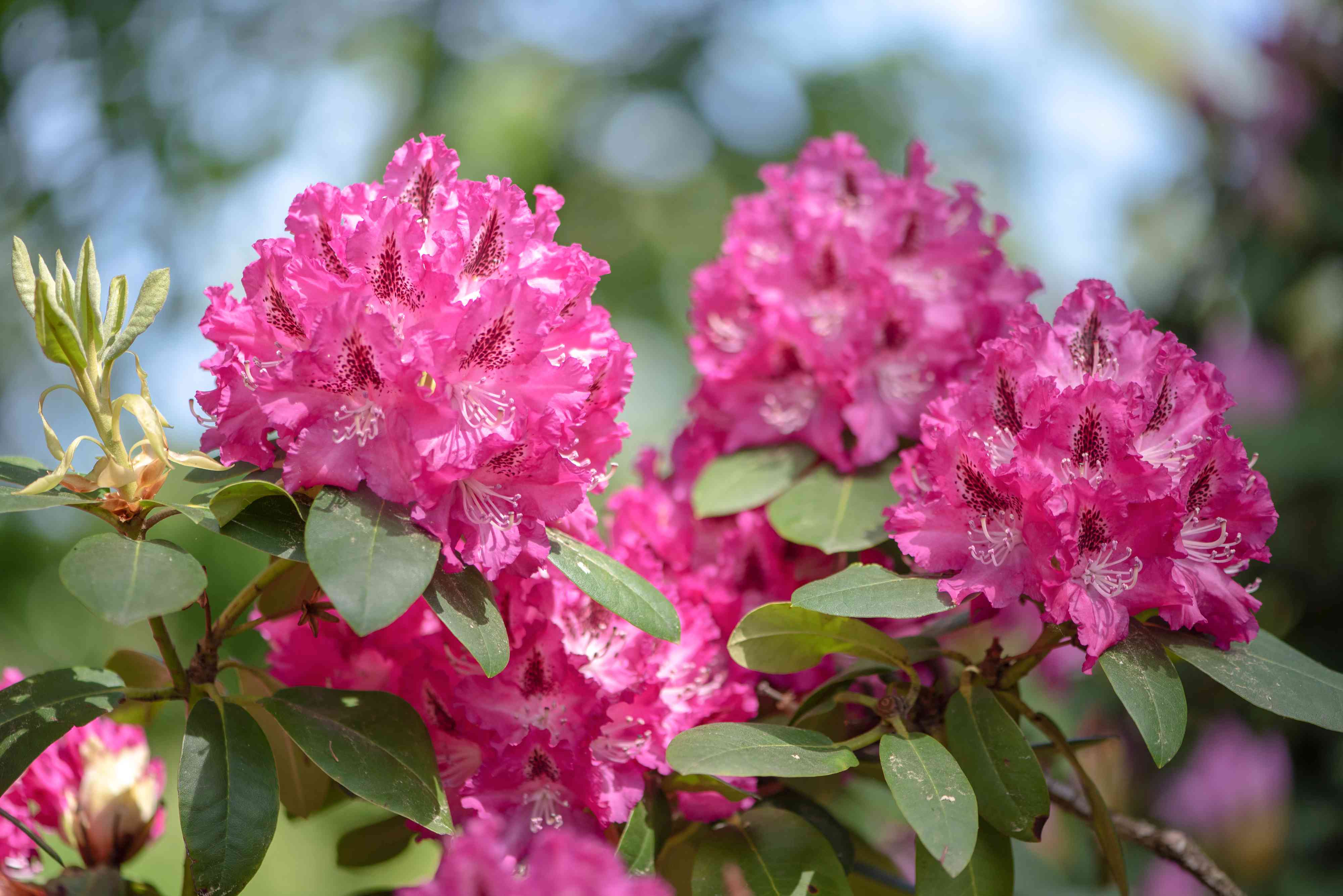 Rhododendron Flower Seeds - Heirloom Non GMO High Germination Garden Planting Seeds