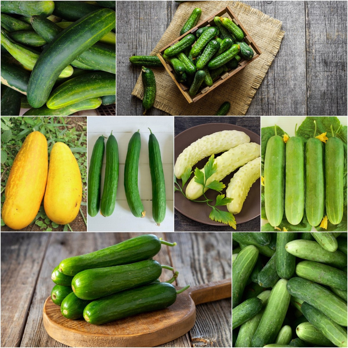 Mixed Cucumber vegetable seeds vegetable seeds for Home Gardening, Fresh Seasonal Vegetable Planting for kitchen garden planting