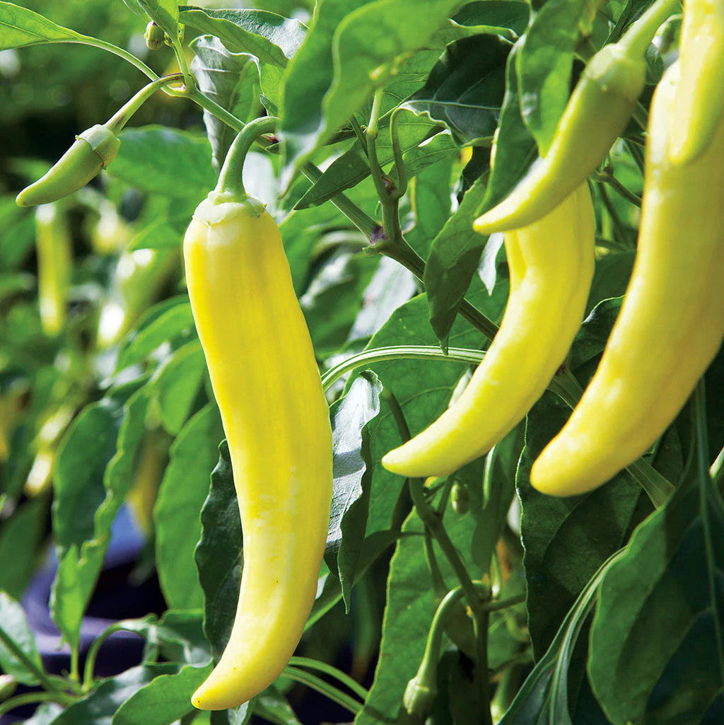 Sweet Banana Peppers Large With