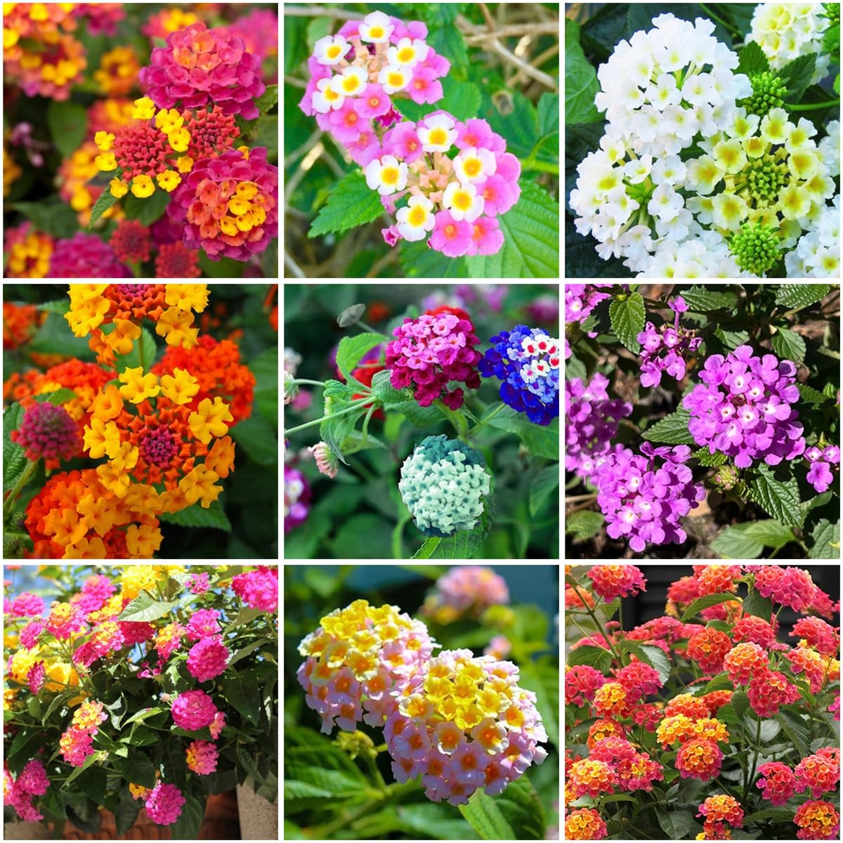 Mixed Lantana Flower Seeds – Heirloom, Non – GMO, High Germination Seeds - Heirloom Non GMO High Germination Organic Gar