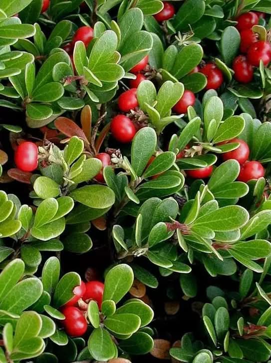 bearberry arctostaphylos uva ursi gayuba fruit Fruit Seeds