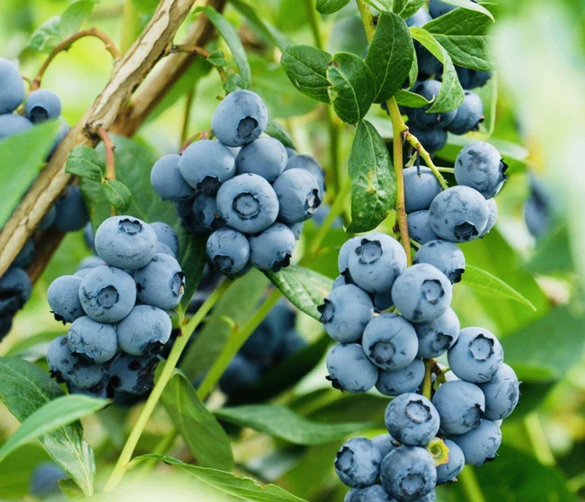 Southern Blueberry Fruit Sweet Shipping