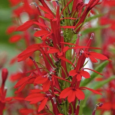 Cardinal Flower Lobelia Cardinalis Hummingbird Plant Perennial Usa