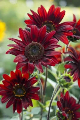 Chocolate Cherry Sunflower Beautiful Ornamental Sunflower