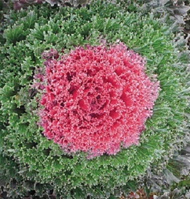Red Flowering Cabbage