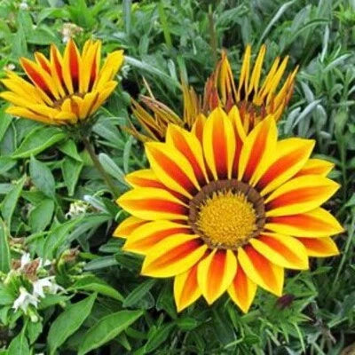 Gold Gazania Hybrids Kiss Multiflowering Flowering Even In Dull Weather