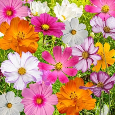 Cosmos Flowers Mix Beautiful Cosmos Varieties Colorful