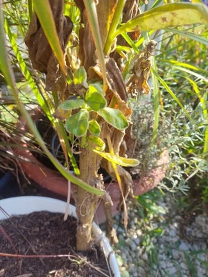Great Mullein
