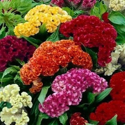 Celosia Cristata Mixed Cockscomb Dried Flowers Cutflowers Non Gmo