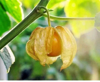 Ground Cherry