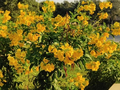 Yellow Elder Trumpet Flower Esperanza
