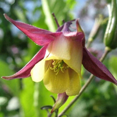 Oriental Columbine