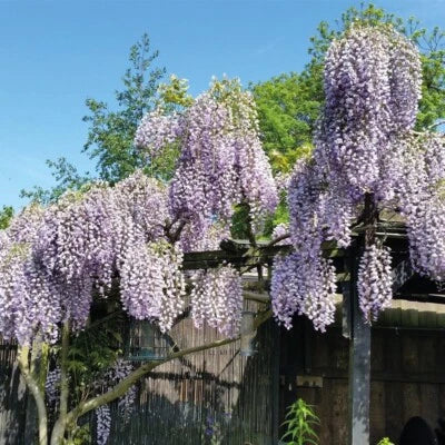 Purple Wisteria Non Gmo Organic Wisteria Frutescens Hardy