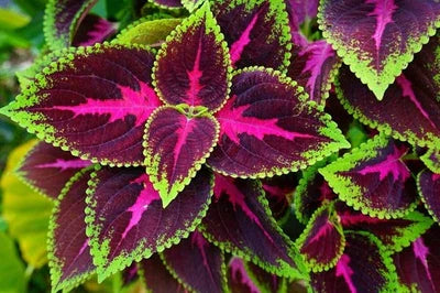 Red Coleus Kong