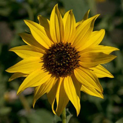 Golden Sunflowers Seedsnewly Harvested The Classic Sunflower