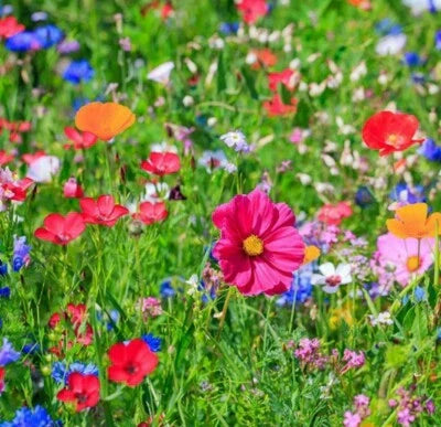 Butterfly Bird Wildflower