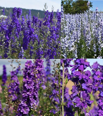 Rocket Larkspur Delphinium Night Sky Mix Blues Pollinators Non Gmo