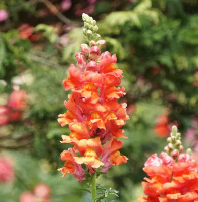 Orange Snapdragon Wonder Cut Flowers Attracts Hummingbirds Non Gmo