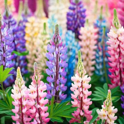 Pixie Delight Lupine