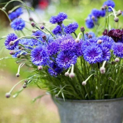 Blue Button Charming Flower Guaranteed To Capture Your Heart Bachelors