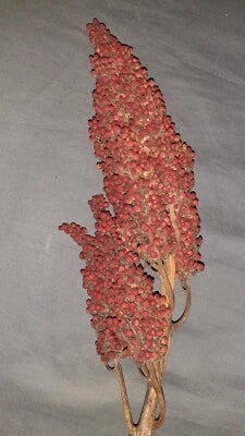 Staghorn Sumac Shipp Hardy Perennial